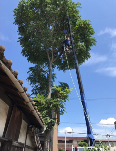 伐採困難な樹木も対応