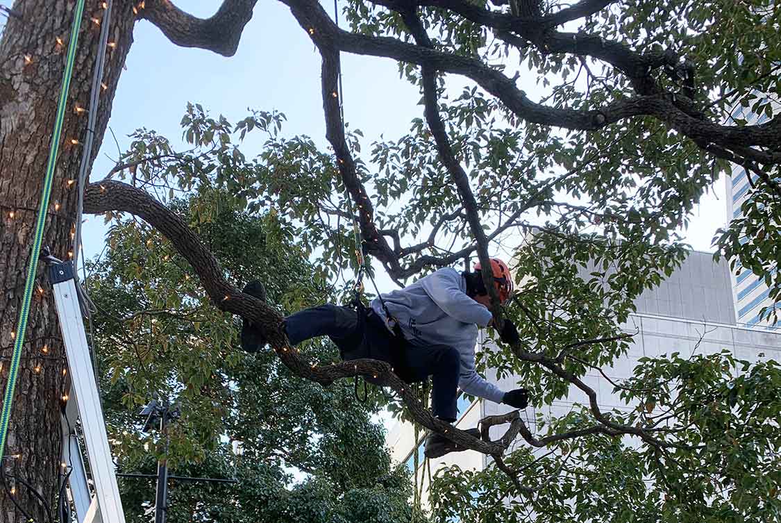木村グリーンメンテナンス：イルミネーション取り付け
