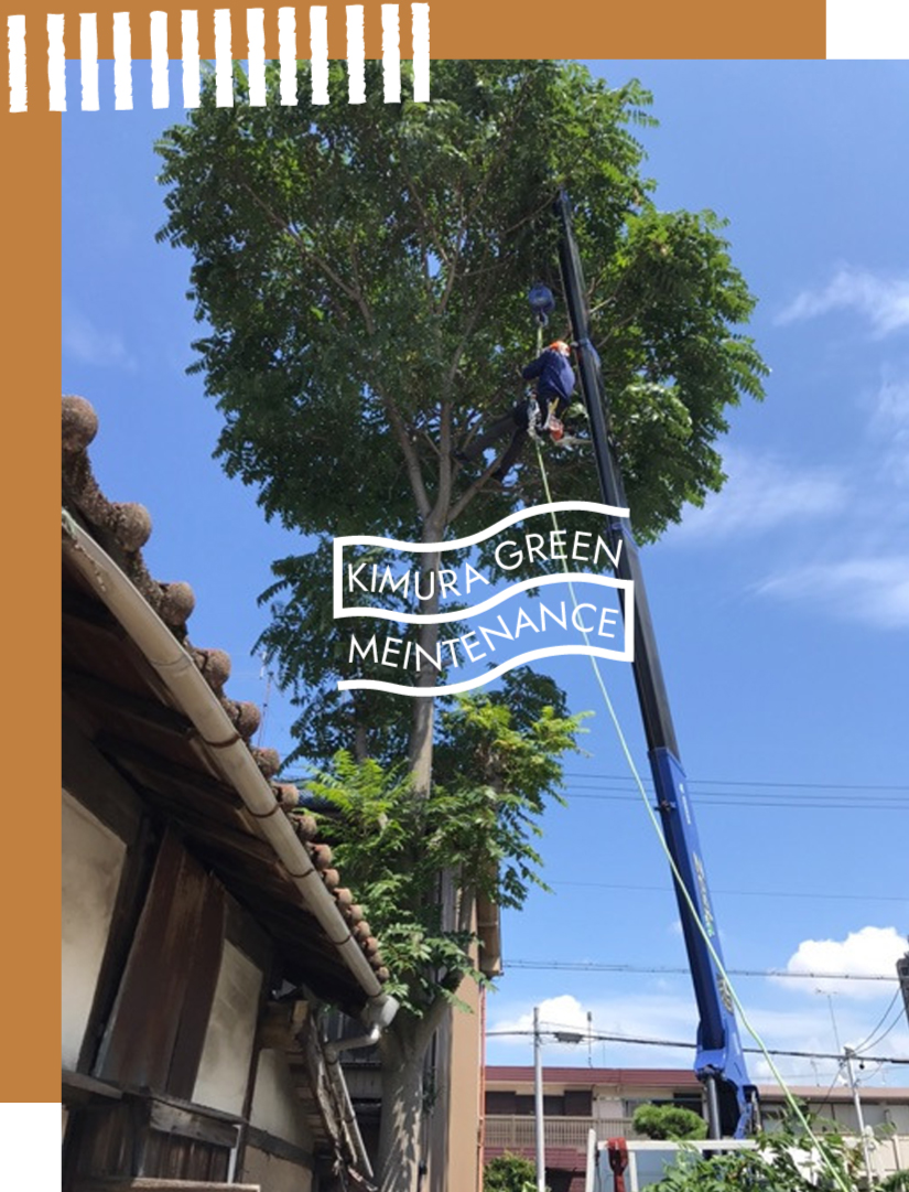 名古屋で樹木伐採のご相談なら木村グリーンメンテナンスへ