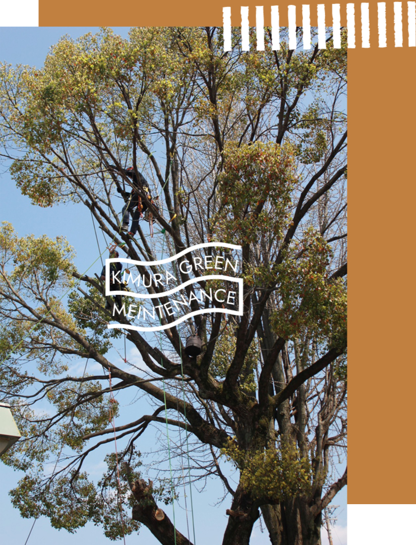 名古屋で伐採困難な樹木のご相談なら木村グリーンメンテナンスへ